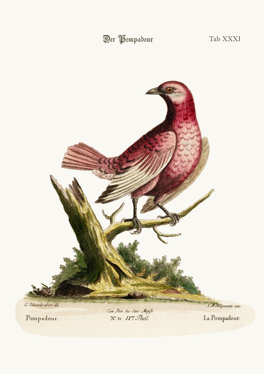 Die Pompadour, 1749-73 von George Edwards