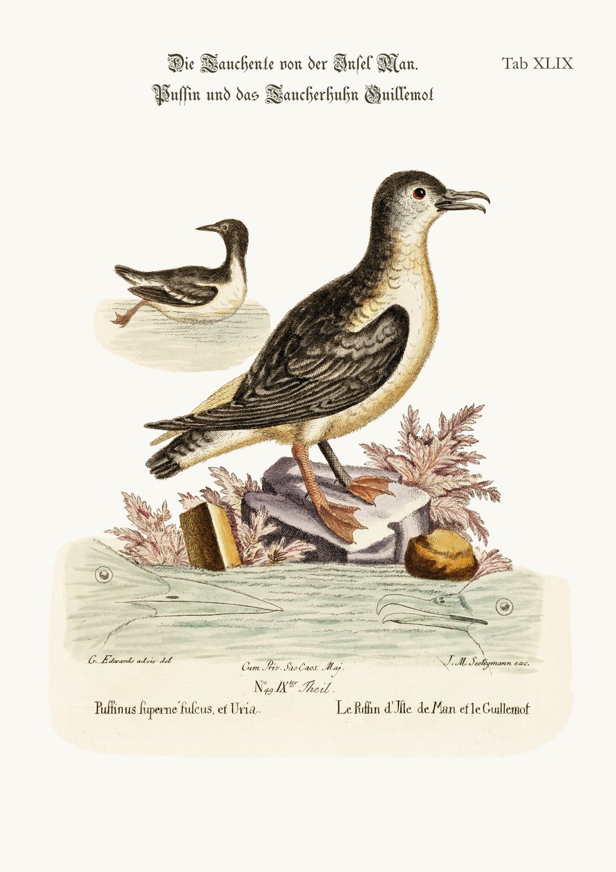 Der Papageitaucher der Isle of Man und die Trottellumme, 1749-73 von George Edwards