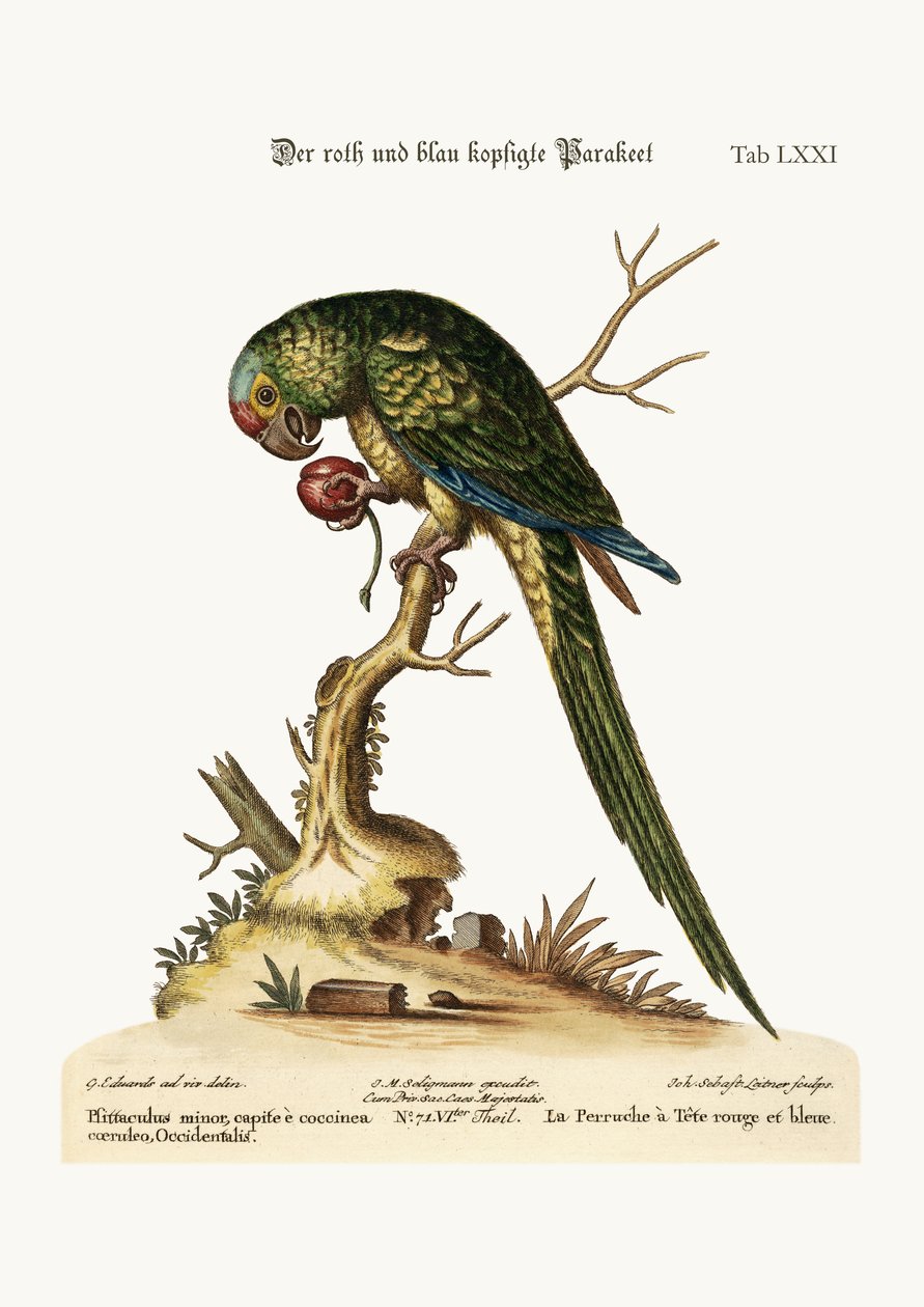Der Rot- und Blaukopf-Papagei, 1749-73 von George Edwards