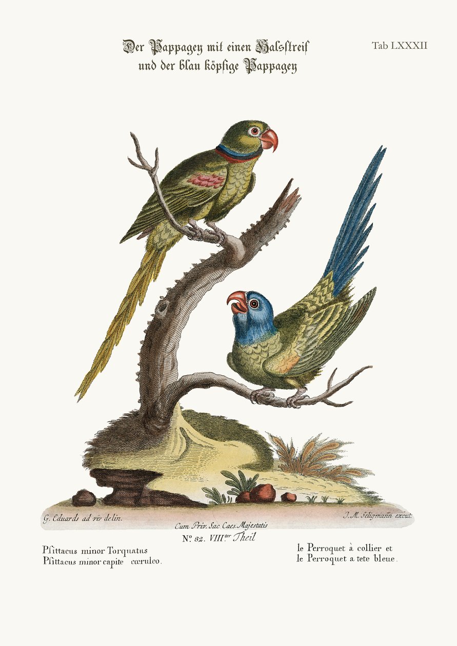 Der Ringpapagei und der Blaukopf-Papagei, 1749-73 von George Edwards