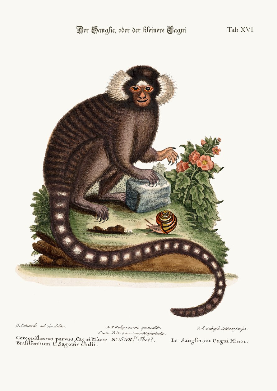 Der Sanglin, oder Cagui Minor, 1749-73 von George Edwards