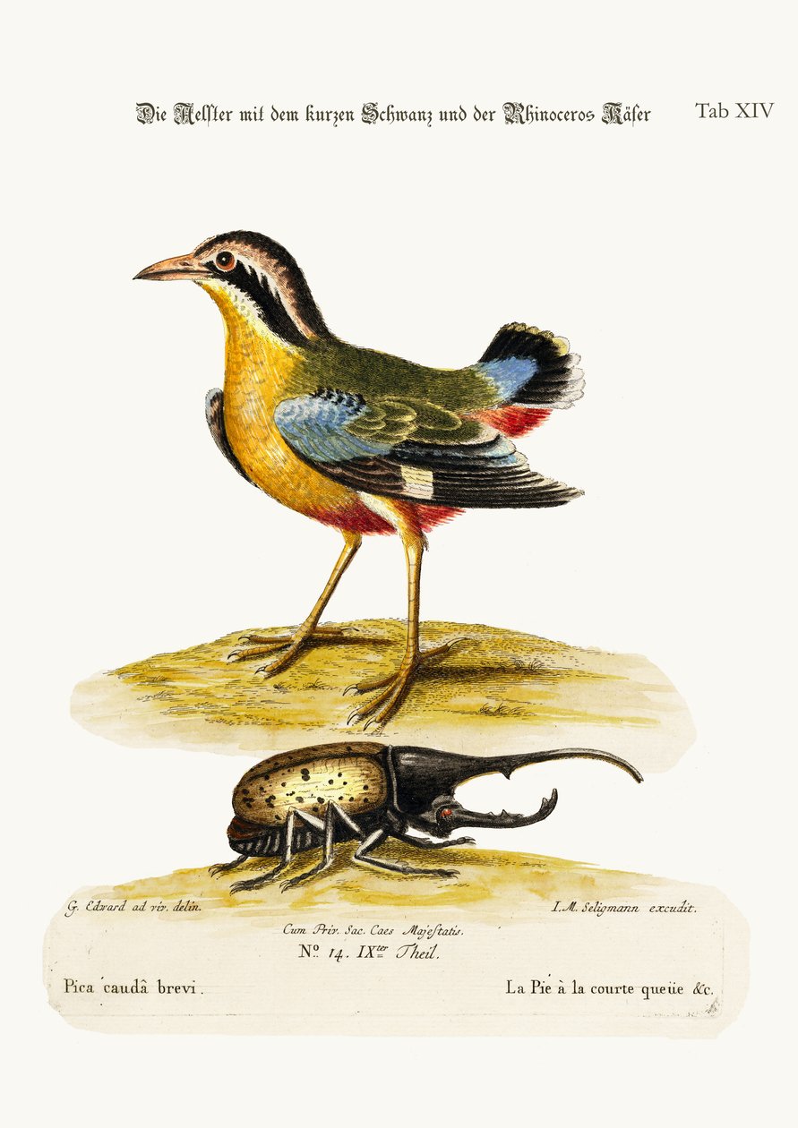 Der Kurzschwanz-Pie und der Nashornkäfer, 1749-73 von George Edwards