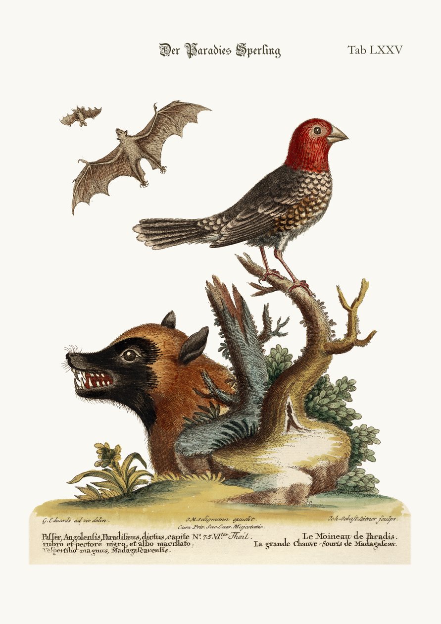 Der Paradiesvogel. Die große Fledermaus aus Madagaskar, 1749-73 von George Edwards