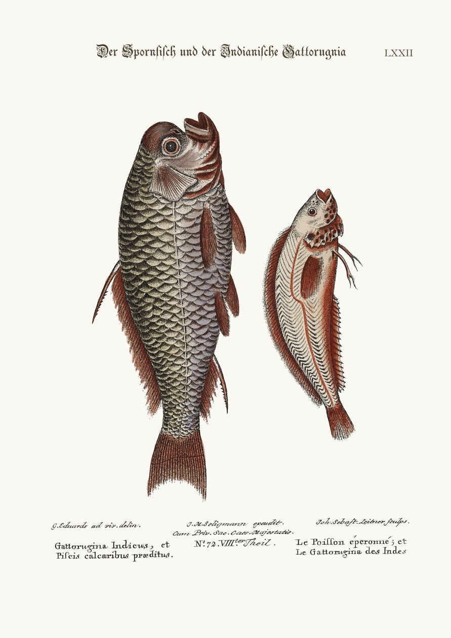 Der Spornfisch und die indische Gattorugina, 1749-73 von George Edwards