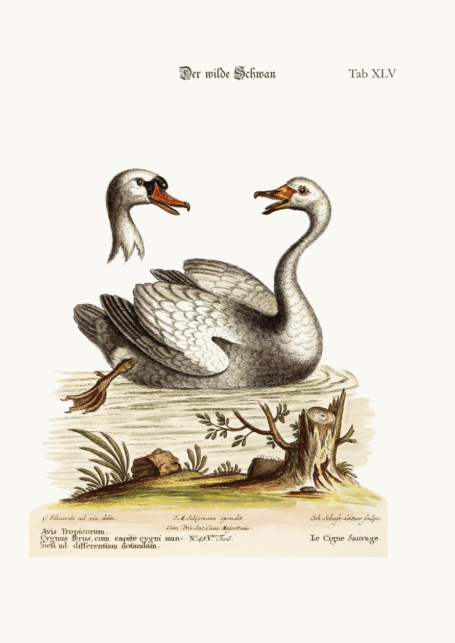 Der wilde Schwan, 1749-73 von George Edwards