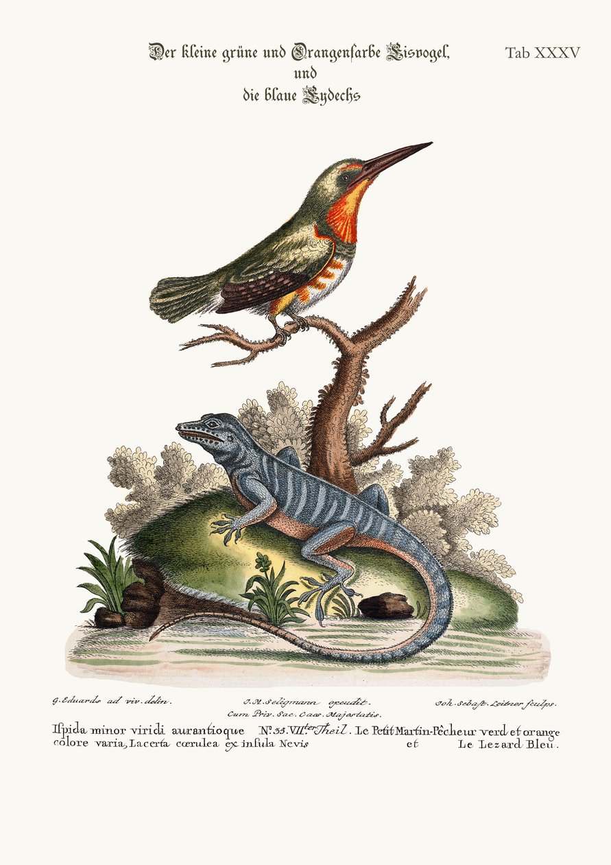 Der kleine grüne und orangefarbene Eisvogel und die blaue Eidechse, 1749-73 von George Edwards
