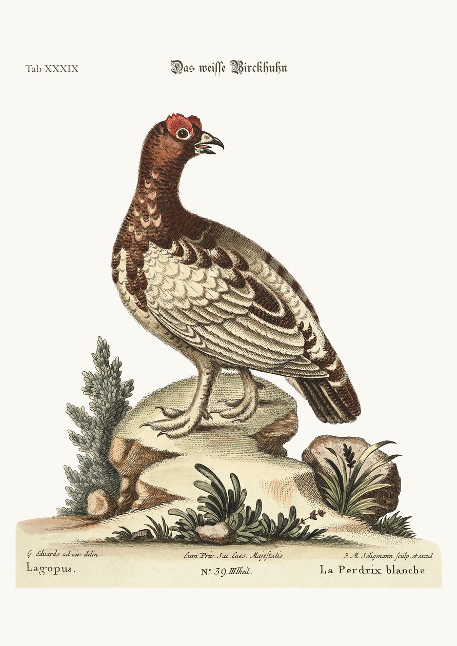 Das weiße Rebhuhn, 1749-73 von George Edwards