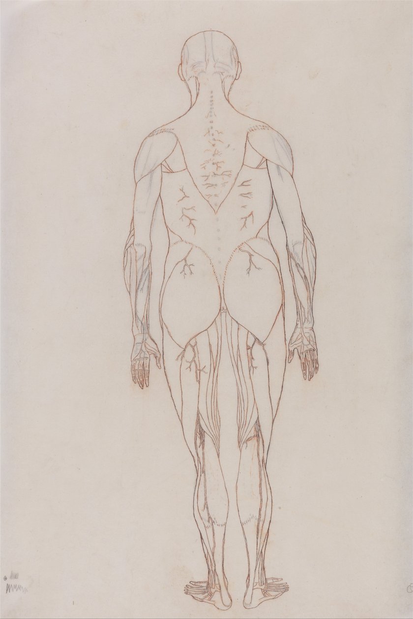 Vergleichende anatomische Darstellung der Struktur des menschlichen Körpers mit der eines Tigers und einer Kuh von George Stubbs