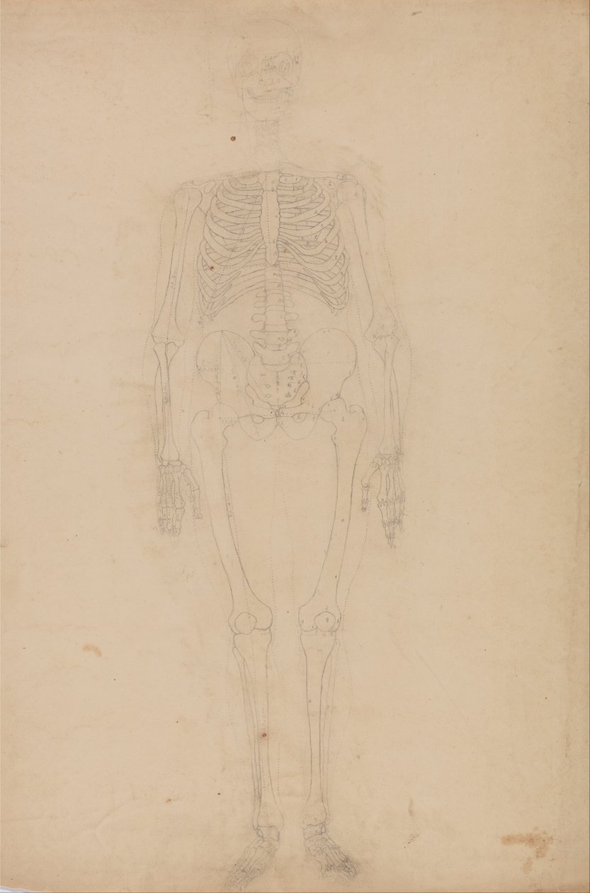Vergleichende anatomische Darstellung der Struktur des menschlichen Körpers mit der eines Tigers und einer Kuh von George Stubbs