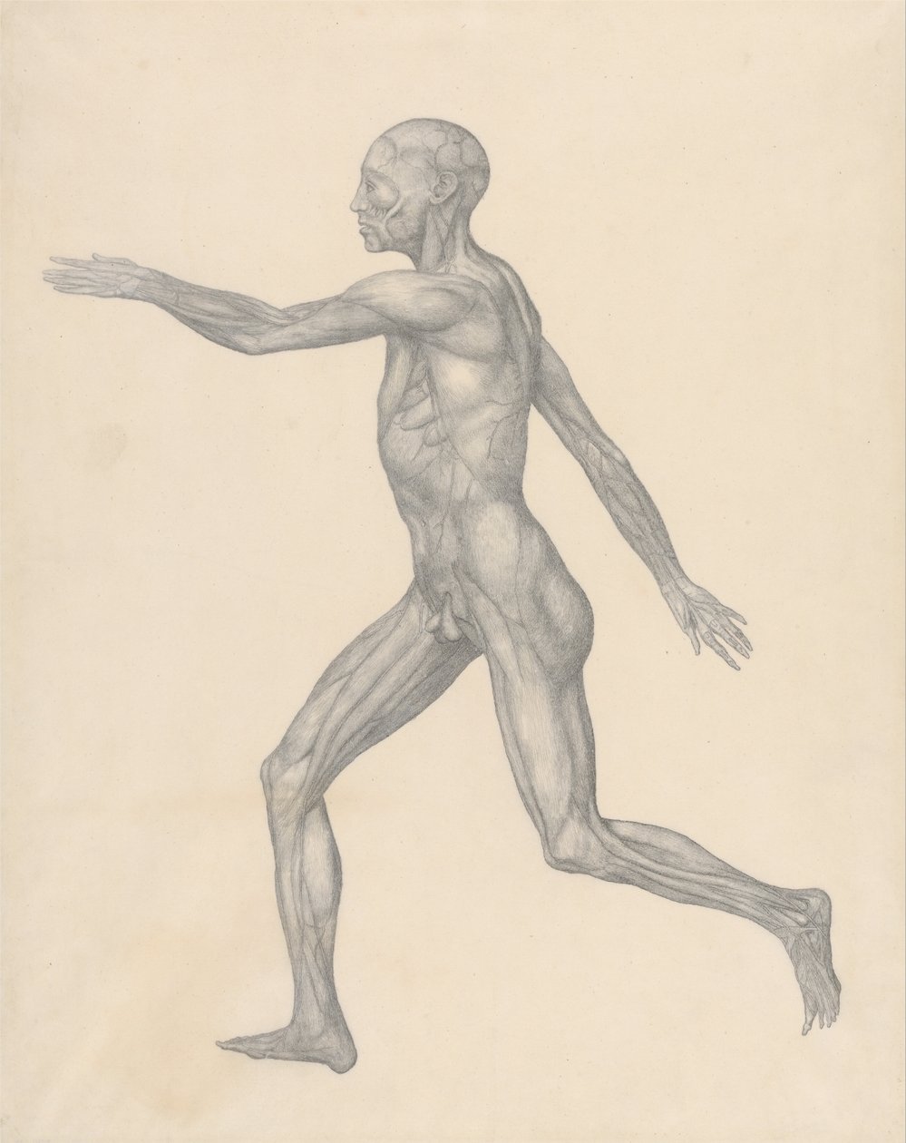 Vergleichende anatomische Darstellung der Struktur des menschlichen Körpers mit der eines Tigers und einer Kuh von George Stubbs
