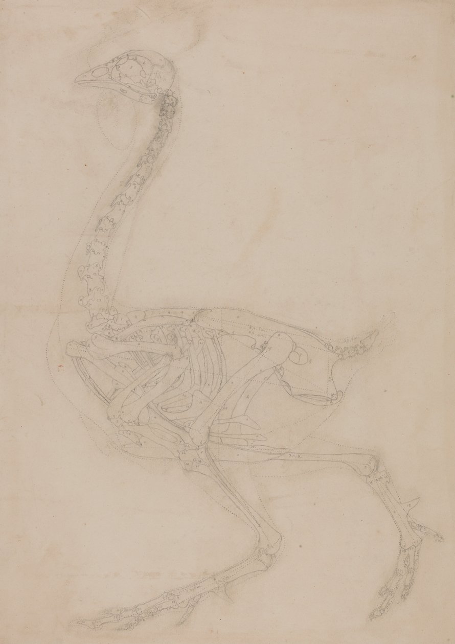 Vergleichende anatomische Darstellung der Struktur des menschlichen Körpers mit der eines Tigers und einer Kuh von George Stubbs
