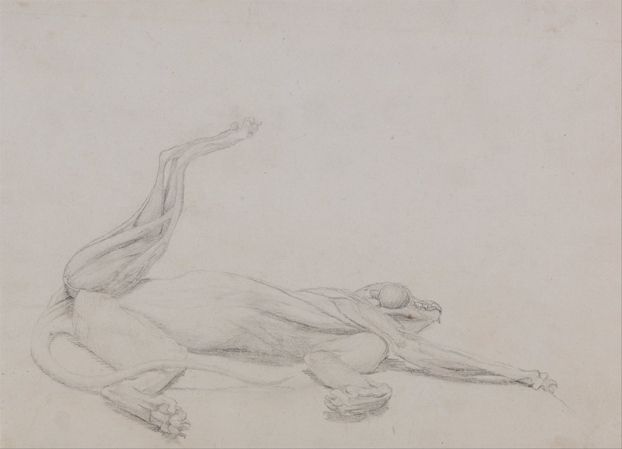 Vergleichende anatomische Darstellung der Struktur des menschlichen Körpers mit der eines Tigers und einer Kuh von George Stubbs