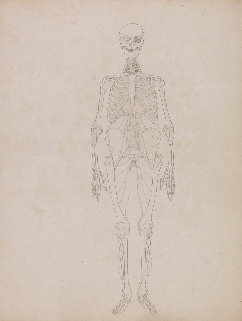 Vergleichende anatomische Darstellung der Struktur des menschlichen Körpers mit der eines Tigers und einer Kuh von George Stubbs