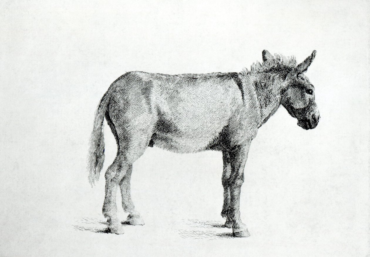 Esel 1766 von George Stubbs
