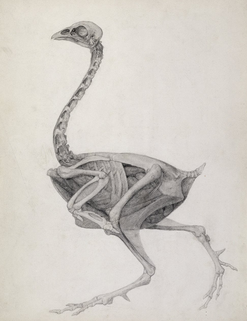 Huhn: Seitenansicht, tief seziert, aus der Serie 