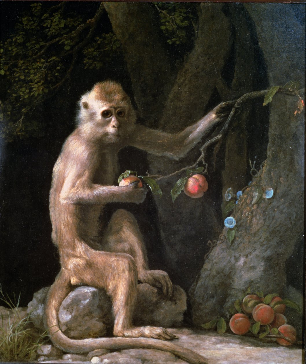 Porträt eines Affen, 1774 von George Stubbs