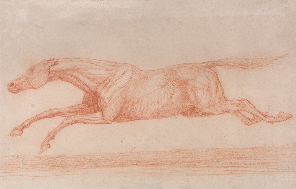 Studie eines Rennpferdes in Aktion - Galoppieren nach links, eine halb-anatomische Studie, mit abgezogener Haut von George Stubbs