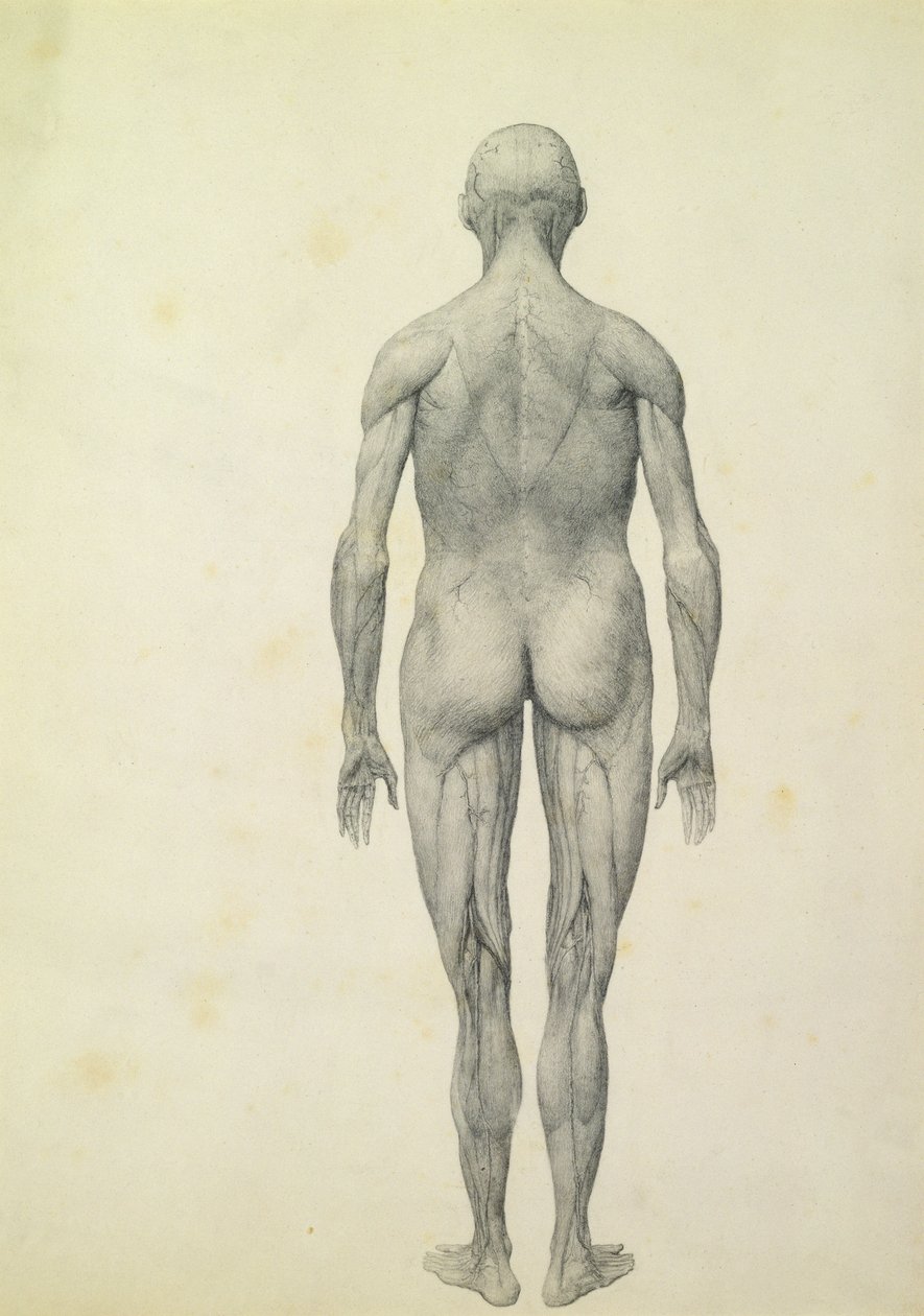 Die menschliche Figur, Vorderansicht, aus der Serie 