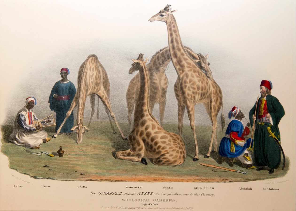 Die Giraffen mit den Arabern, 1836 von George the Elder Scharf