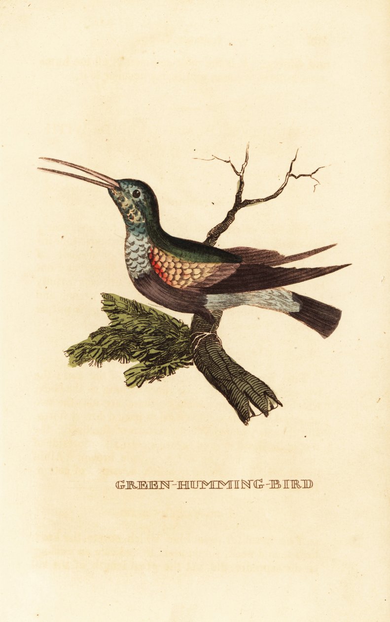 Schwarzbauchkolibri, Eupherusa nigriventris, Weibchen von George (after) Edwards