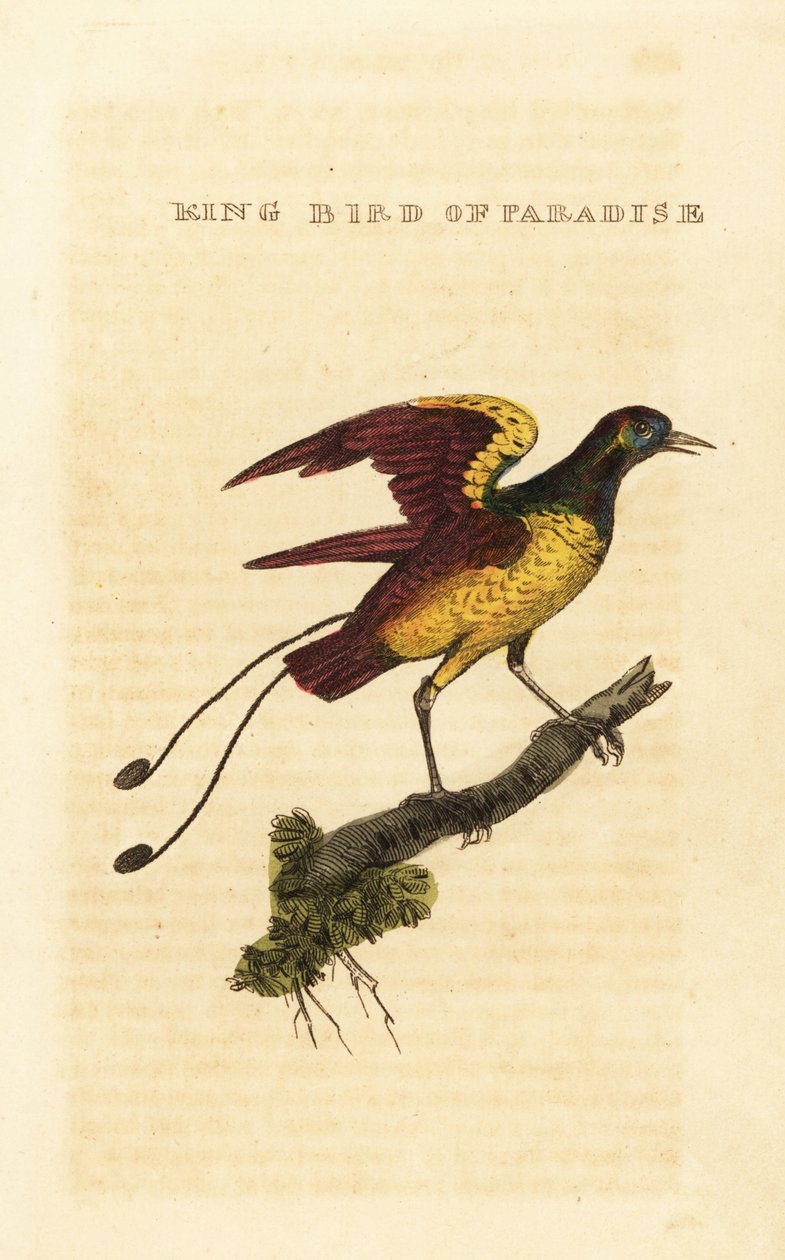Königs-Paradiesvogel, Cicinnurus regius von George (after) Edwards