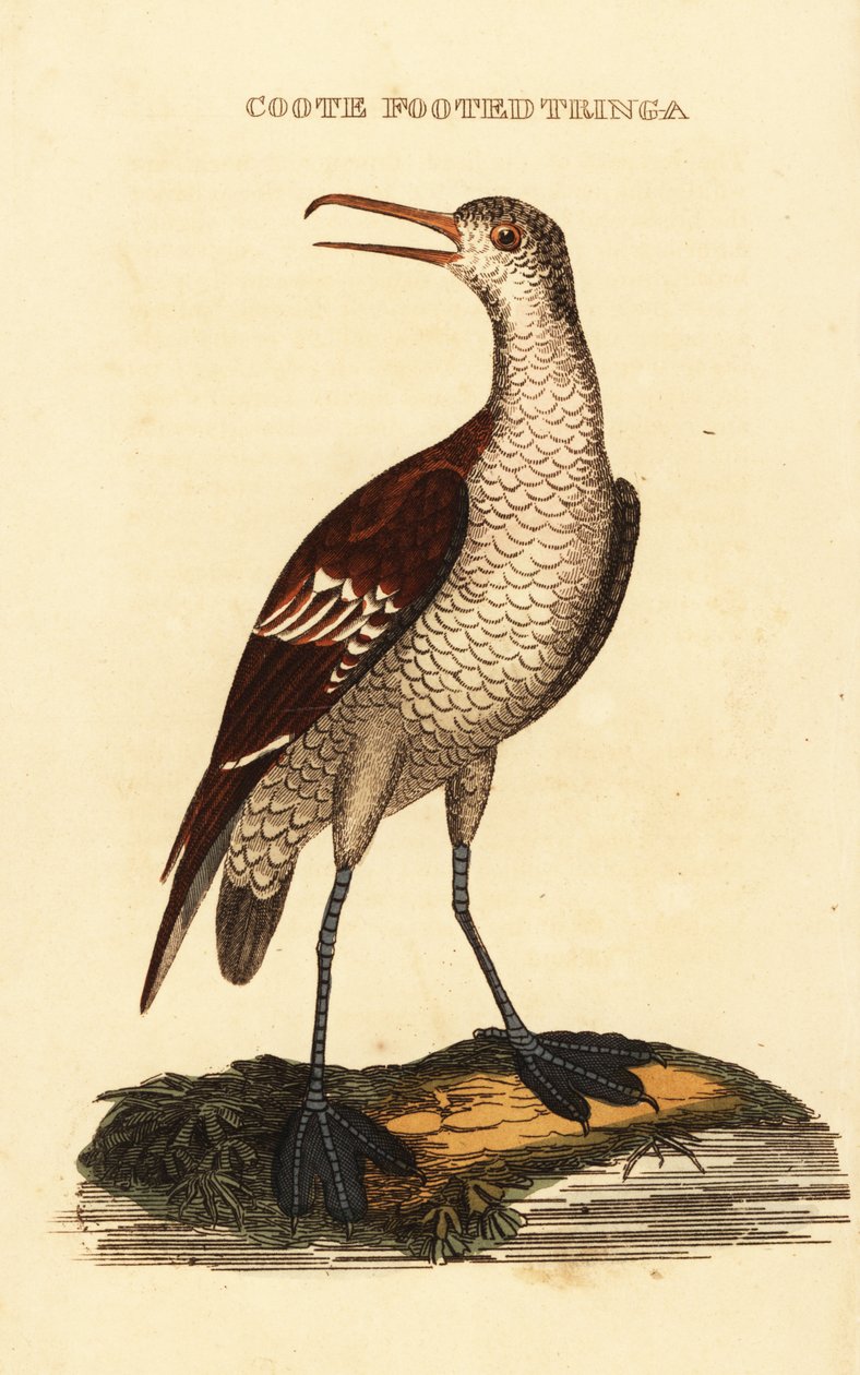 Odinshühnchen, Phalaropus lobatus von George (after) Edwards