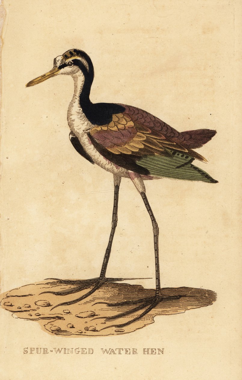 Blasshals-Jacana, Jacana jacana von George (after) Edwards
