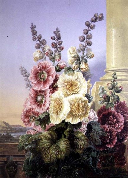 Stockrosen von George Baxter