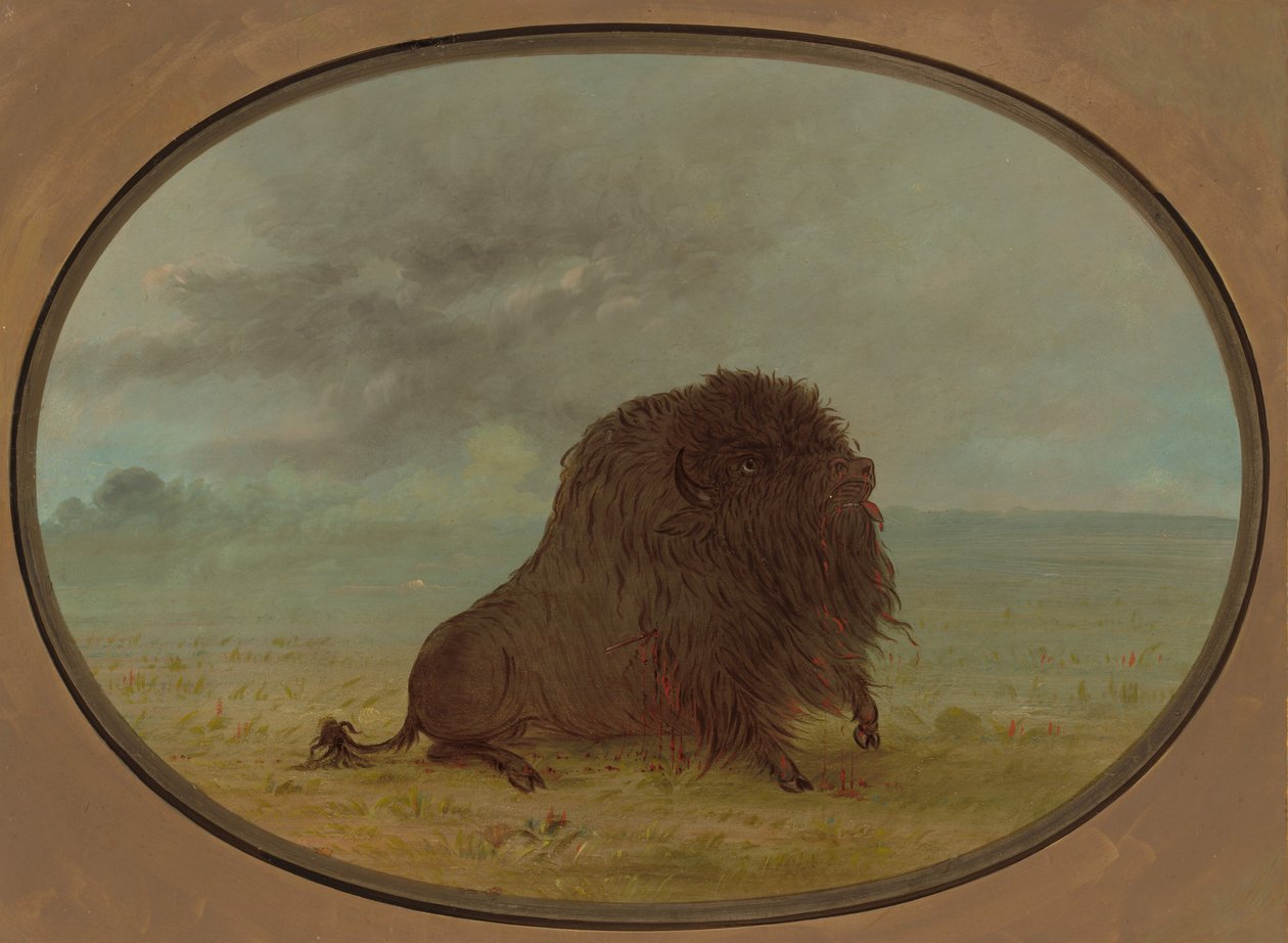 Sterbender Büffelbulle, 1861-1869 von George Catlin
