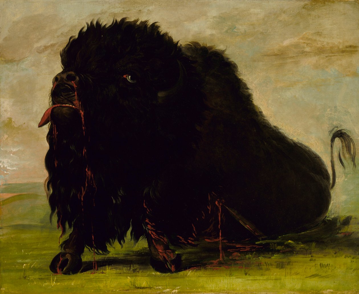 Sterbender Büffel, mit einem Pfeil erschossen von George Catlin