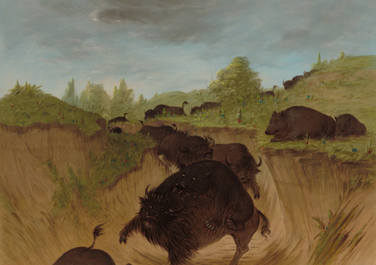 Grizzlybären greifen Büffel an, 1861-1869 von George Catlin