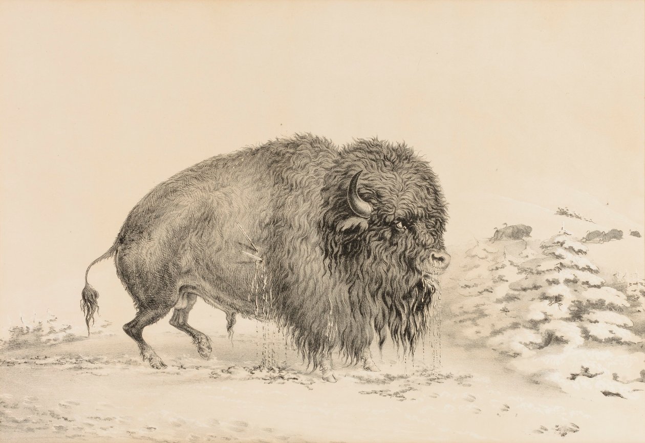 Schwer verwundeter Büffel--Nr. 16 von George Catlin