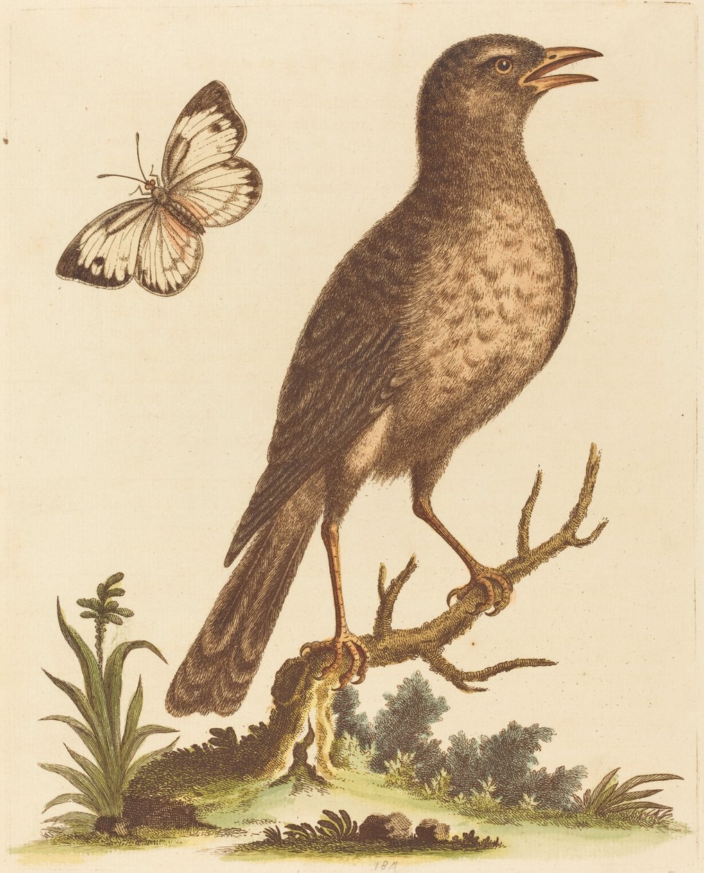 Brauner Vogel mit einem Schmetterling von George Edwards