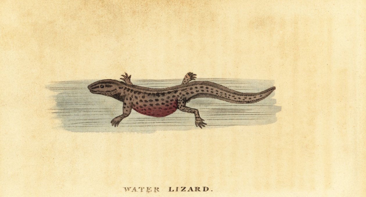 Teichmolch, Lissotriton vulgaris, 1800 (Gravur) von George Edwards