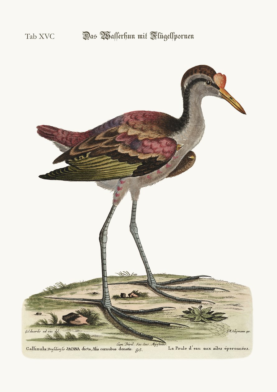 Der Spornflügel-Wasserhahn, 1749-73 von George Edwards