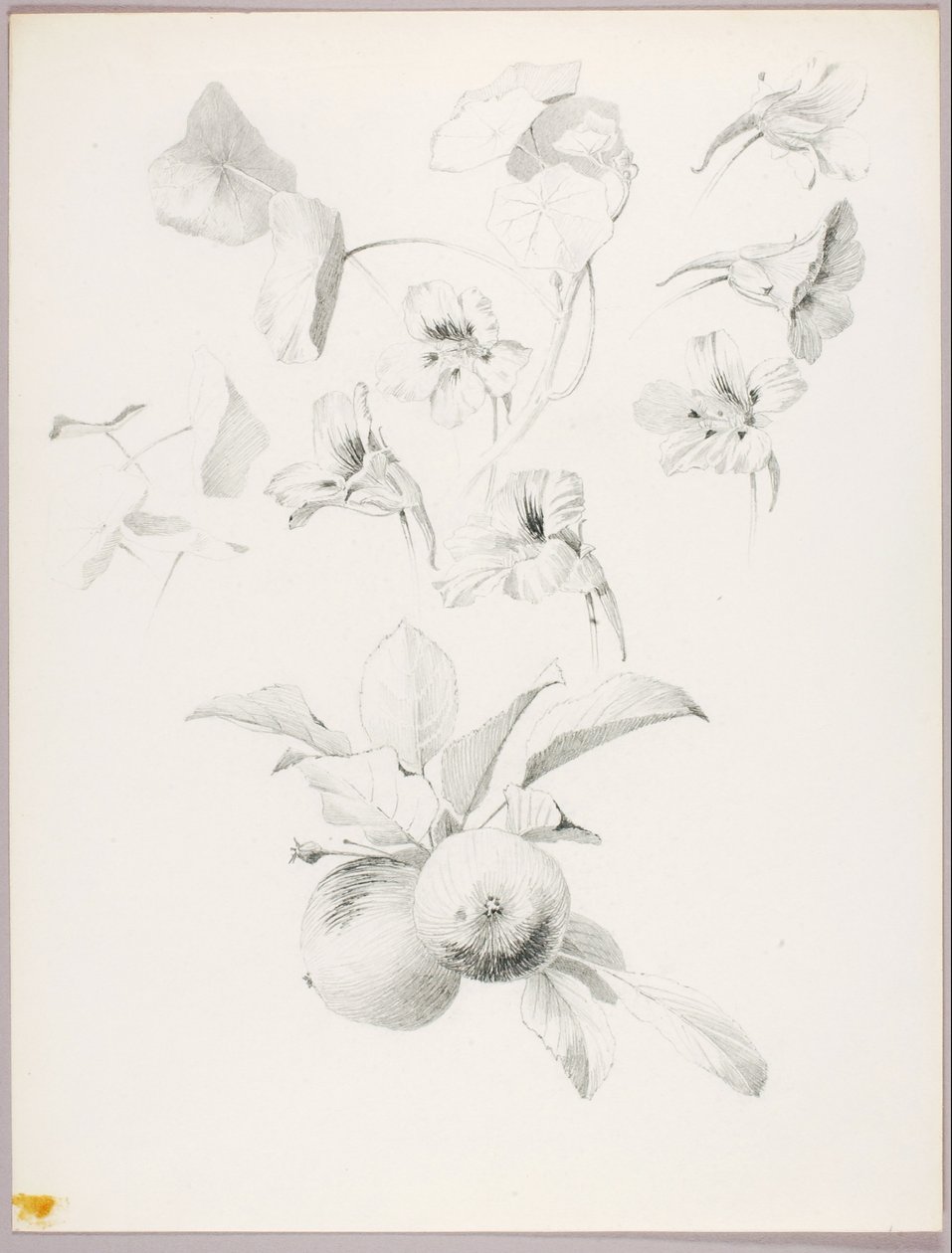 Ohne Titel (Botanische Studie) von George Elbert Burr