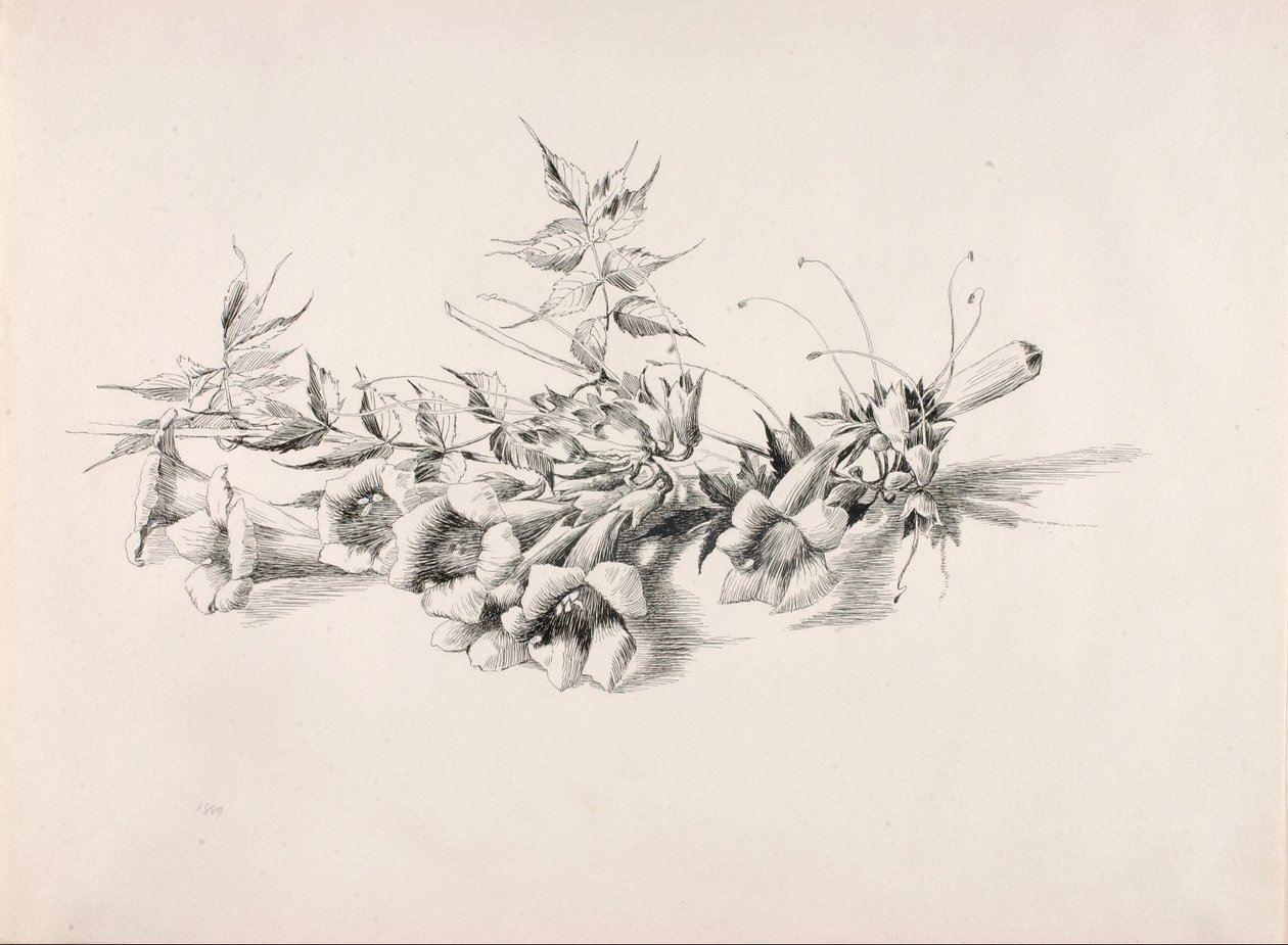 Ohne Titel (Trompetenblume, Campsis Radicans) von George Elbert Burr