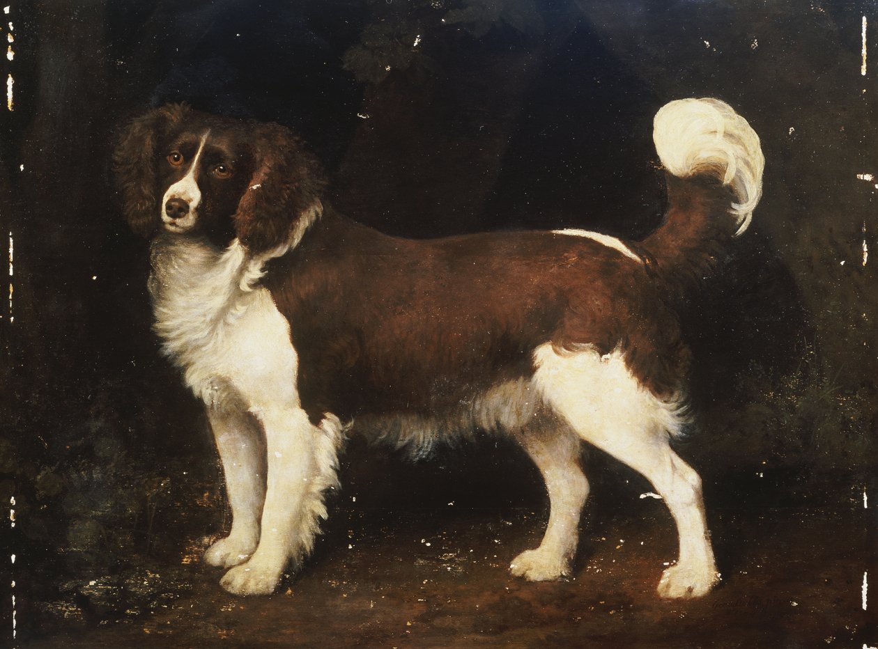 Ein Spaniel in einer Landschaft, 1784 von George Stubbs