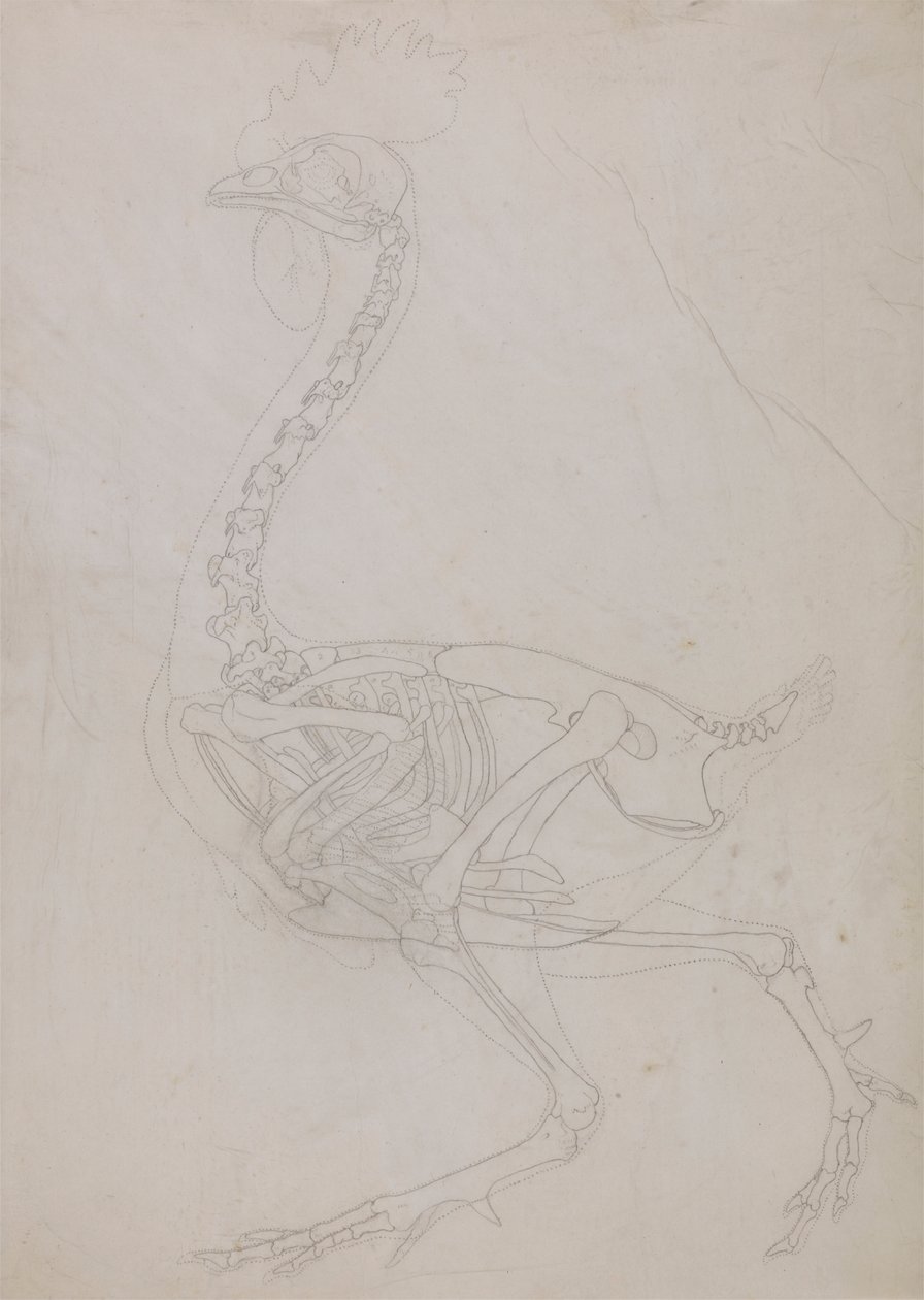 Vogelskelett, Seitenansicht (Umrisszeichnung) von George Stubbs