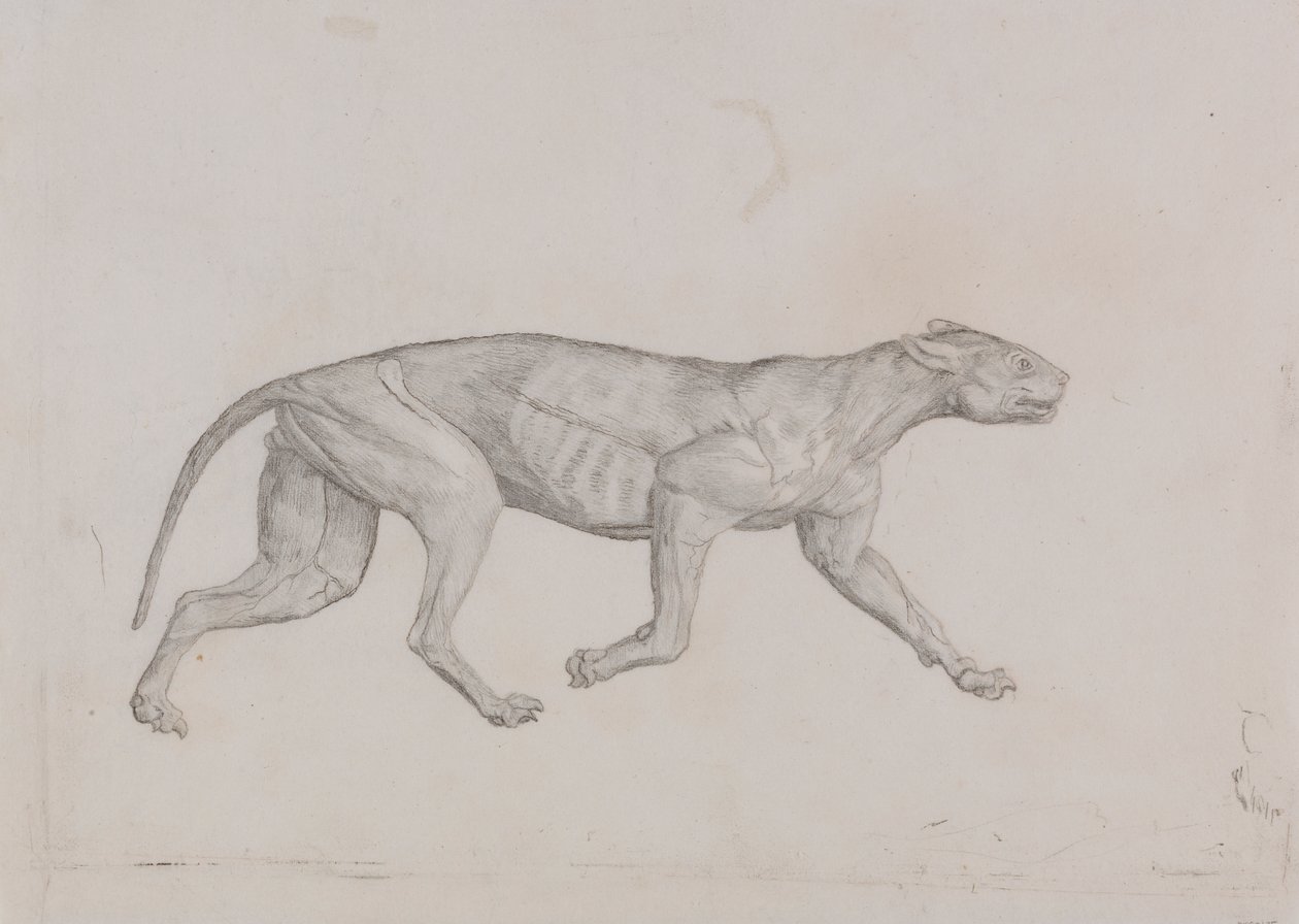 Leopardenkörper, Seitenansicht von George Stubbs