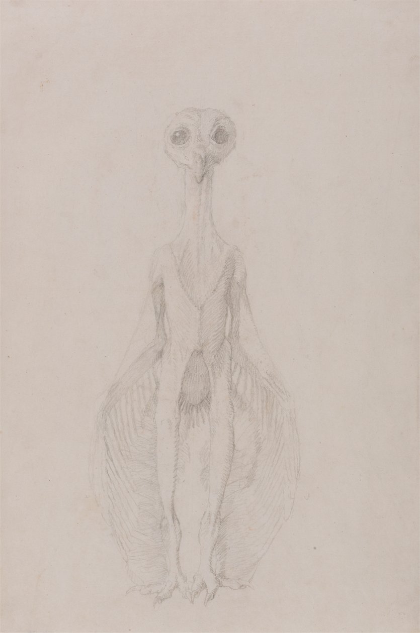 Eule stehend, Vorderansicht von George Stubbs