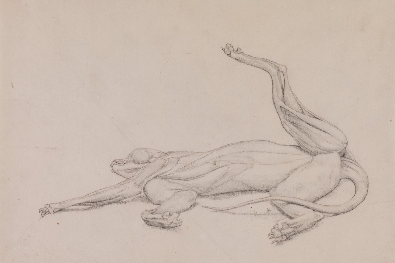 Tiger, liegend, ventral betrachtet von George Stubbs
