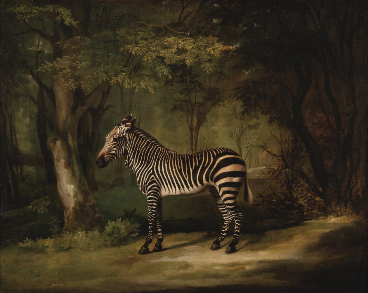 Zebra von George Stubbs