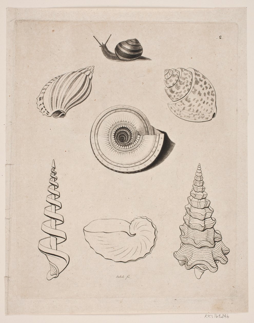 Tafel mit Schnecken von Gerhard Ludvig Lahde