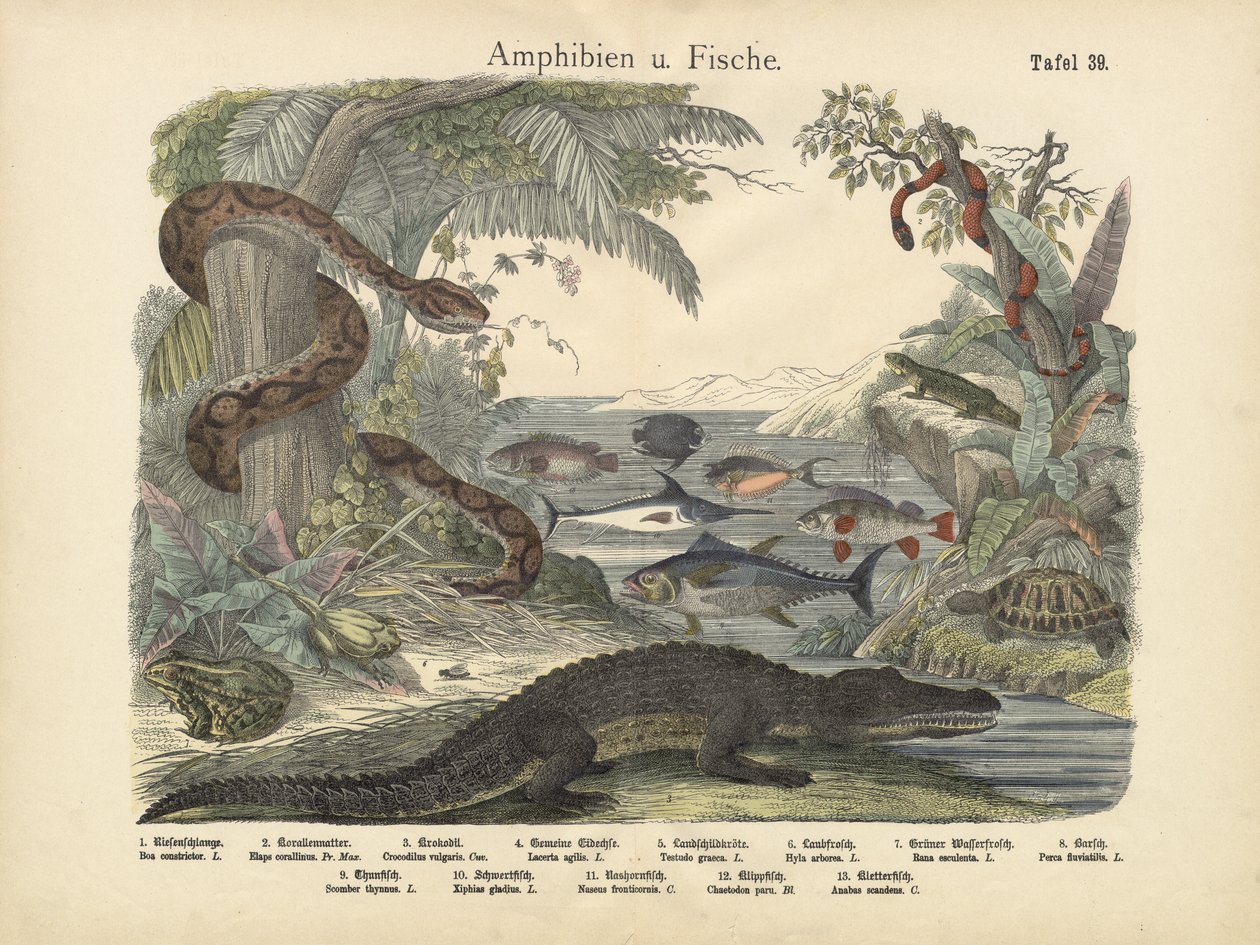 Amphibien und Fische, um 1860 von German School