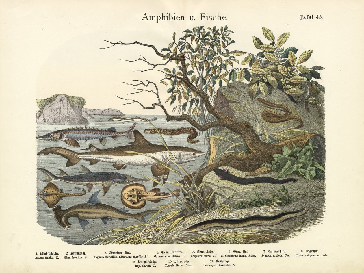 Amphibien und Fische, um 1860 von German School