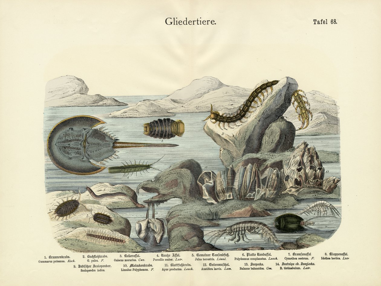 Arthropoden, um 1860 von German School