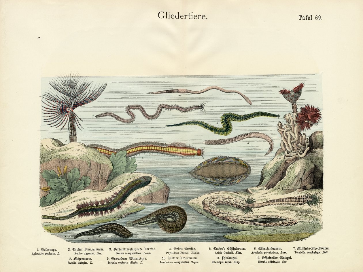 Arthropoden, um 1860 von German School