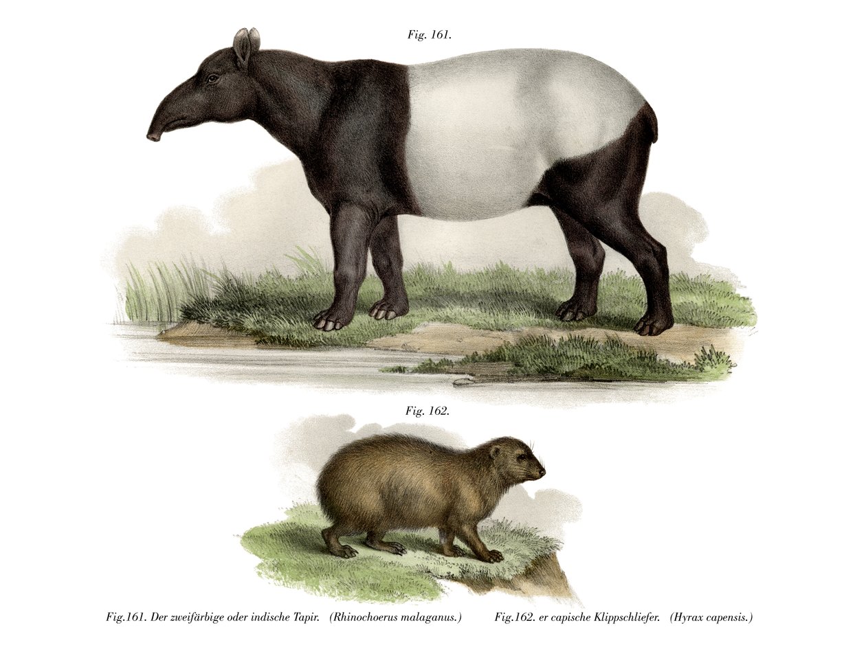 Schabrackentapir von German School