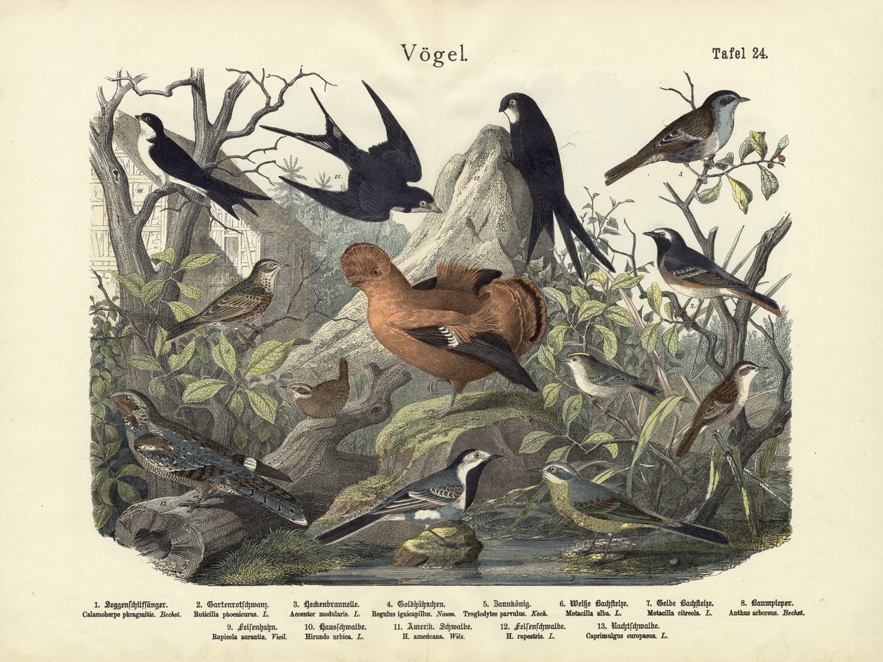 Vögel, ca. 1860 von German School